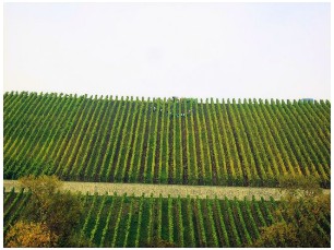 Volkach-Mainfahrt_Arbeiter im Weinberg